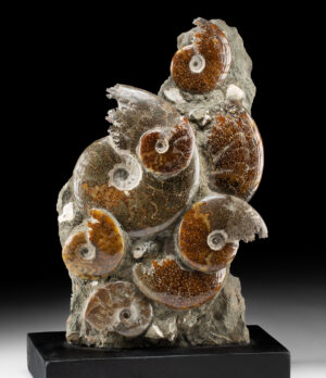 Lot 123, Auction 3/19/2026: Polished Ammonite Fossil Cluster in Upright Matrix
