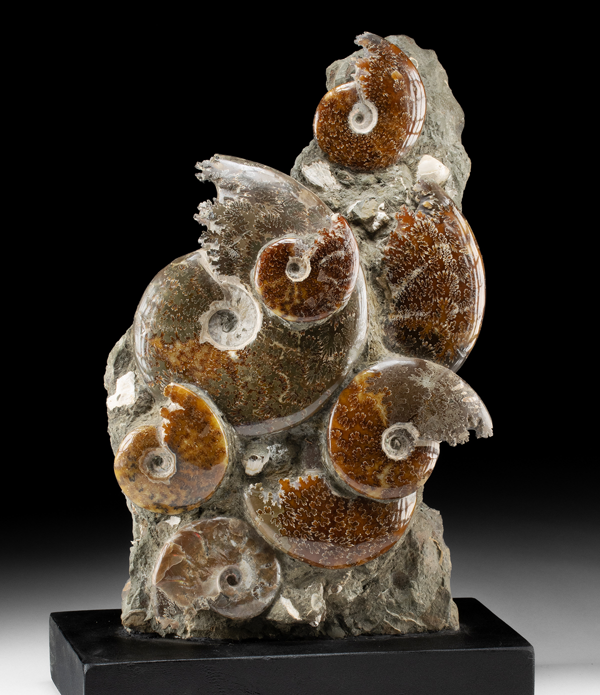 Lot 123, Auction 3/19/2026: Polished Ammonite Fossil Cluster in Upright Matrix