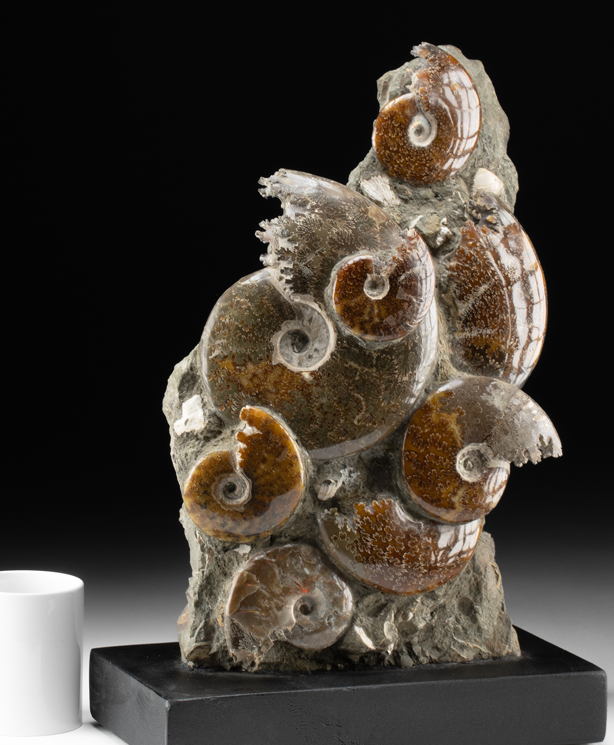 Lot 123, Auction 3/19/2026: Polished Ammonite Fossil Cluster in Upright Matrix - Image 3