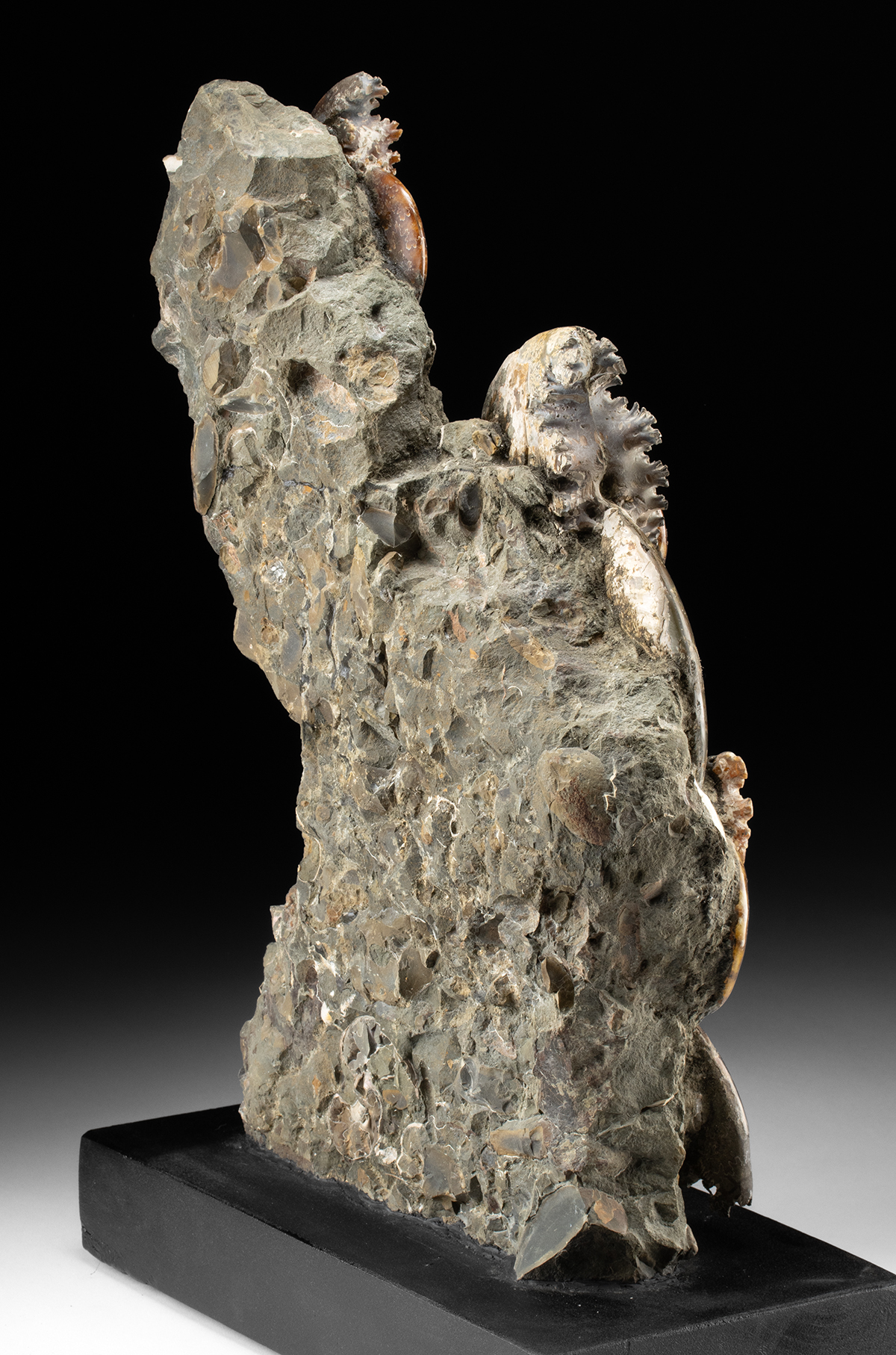 Lot 123, Auction 3/19/2026: Polished Ammonite Fossil Cluster in Upright Matrix - Image 4