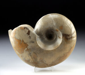 Lot 129a, Auction 3/19/2026: Carved Stone Partial Ammonite Shell Fossil