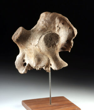 Lot 140, Auction 3/19/2026: Pleistocene Kansas Cervid Skull Fragment w/ Horn Cores
