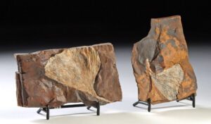 Lot 135, Auction 3/19/2026: Two Paleocene Ginkgo Leaf Fossils in Stone Matrices