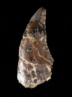 Lot 133, Auction 3/19/2026: Nanotyrannus / Juvenile Tyrannosaurus Fossil Tooth