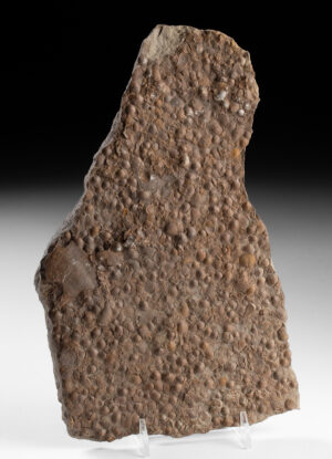 Lot 129, Auction 3/19/2026: Ancient Marine Shell Fossils on Stone Matrix