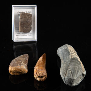 Lot 125, Auction 3/19/2026: Fossilized Dinosaur Teeth & T-Rex Bone Fragment