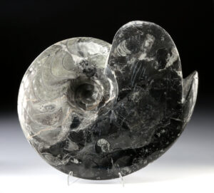 Lot 128a, Auction 3/19/2026: Moroccan Fossil Ammonite Carving with Orthoceras Shells