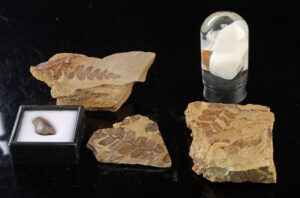 Lot 127a, Auction 3/19/2026: Fern Fossils, Opal Specimens, & Dinosaur Tooth