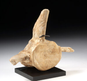 Lot 132, Auction 3/19/2026: Large Fossilized Prehistoric Whale Vertebra Specimen