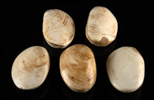 Lot 127, Auction 3/19/2026: 5 Late Jurassic Fossil Bivalve Clams from Madagascar