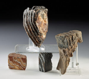 Lot 142, Auction 3/19/2026: Four Ice Age Mammoth Molar Teeth Fragments