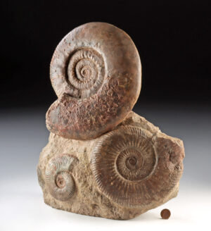 Lot 144, Auction 3/19/2026: Impressive Jurassic French Ammonite Fossils in Matrix