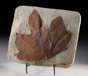 Lot 134, Auction 3/19/2026: Huge Paleocene Sycamore Fossil Leaf from Montana