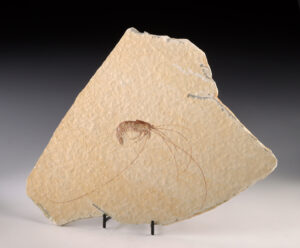 Lot 131a, Auction 3/19/2026: Prehistoric Antrimpos Shrimp Fossil in Limestone Slab