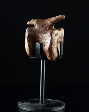 Lot 126a, Auction 3/19/2026: Edmontosaurus Dinosaur Tail Vertebra Fossilized Bone500