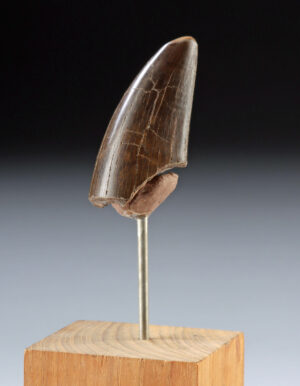 Lot 123a, Auction 3/19/2026: Large Tyrannosaurus Rex Fossil Tooth, Wear Facets!