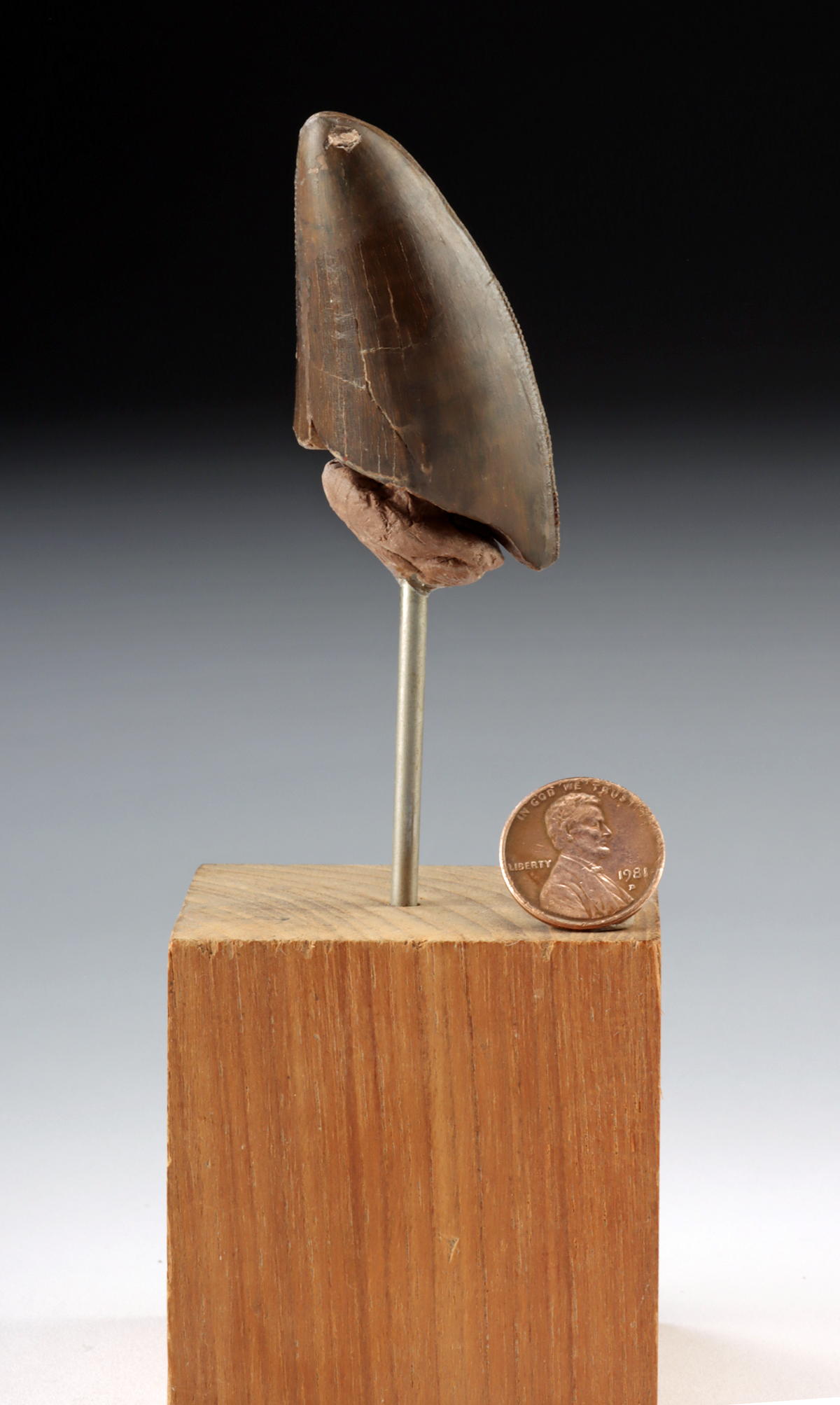 Lot 123a, Auction 3/19/2026: Large Tyrannosaurus Rex Fossil Tooth, Wear Facets! - Image 3