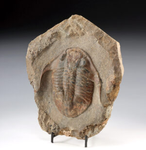 Lot 124a, Auction 3/19/2026: Large Trilobite Fossil in Matrix, Asaphellus Stubbsi