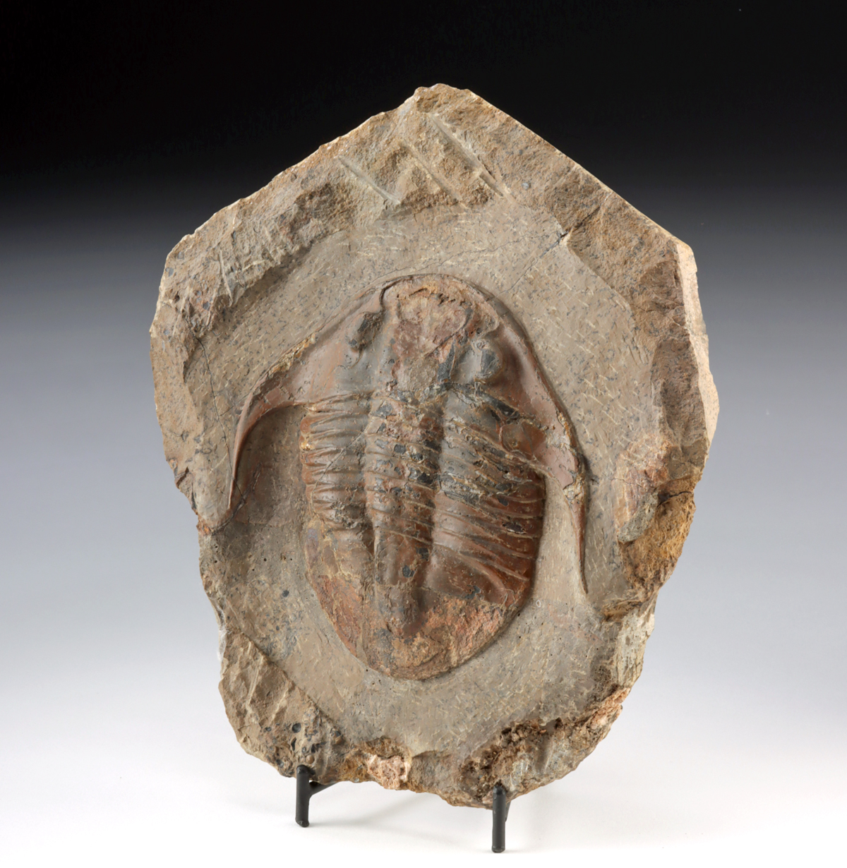 Lot 124a, Auction 3/19/2026: Large Trilobite Fossil in Matrix, Asaphellus Stubbsi