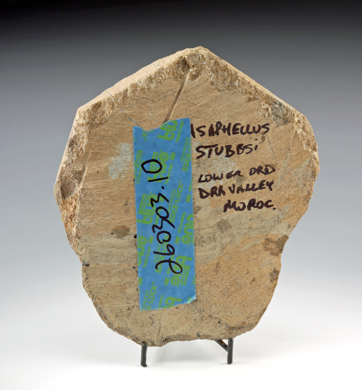 Lot 124a, Auction 3/19/2026: Large Trilobite Fossil in Matrix, Asaphellus Stubbsi - Image 3