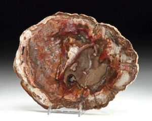 Lot 125, Auction 4/20/2026: Madagascar Petrified Wood Fossil Slab, Crystal Vugs