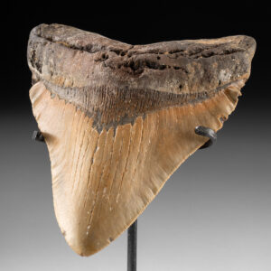 Lot 116, Auction 4/20/2026: Museum Sized Fossilized 6 Inch Megalodon Shark Tooth