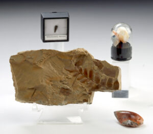 Lot 131, Auction 4/20/2026: Dinosaur Tooth, Plant Fossil & 6 Opal Specimens