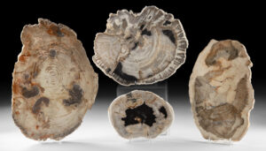 Lot 124, Auction 4/20/2026: Four Polished Petrified Wood Slabs in Various Sizes
