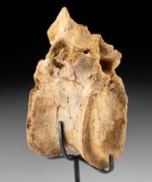 Lot 126, Auction 4/20/2026: Fossilized Spinosaurus Dinosaur Backbone Vertebra Bone