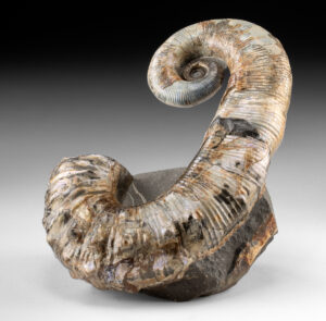 Lot 117, Auction 4/20/2026: Rare Heteromorph Audouliceras Ammonite Fossil