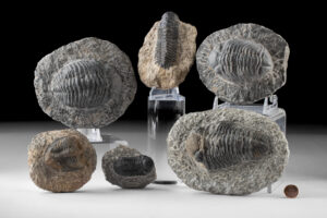 Lot 119, Auction 4/20/2026: Devonian Trilobite Fossils - Six in Matrices
