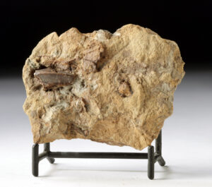 Lot 26, Auction 4/12/2026: Edmontosaurus Tooth in Matrix