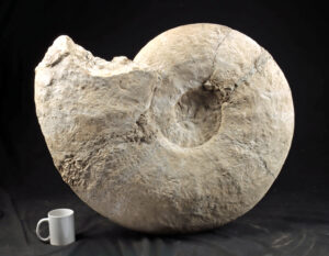 Lot 4a, Auction 4/12/2026: Massive Ammonite Fossil  Spiral Shell - France