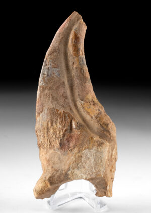 Lot 118, Auction 4/20/2026: Spinosaurus aegyptiacus Claw - Dinosaur Fossil