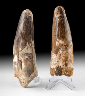 Lot 127, Auction 4/20/2026: Two Large Spinosaurus Aegyptiacus Teeth Fossils