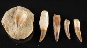 Lot 24, Auction 4/12/2026: Mosasaur & Dinosaur Tooth Group