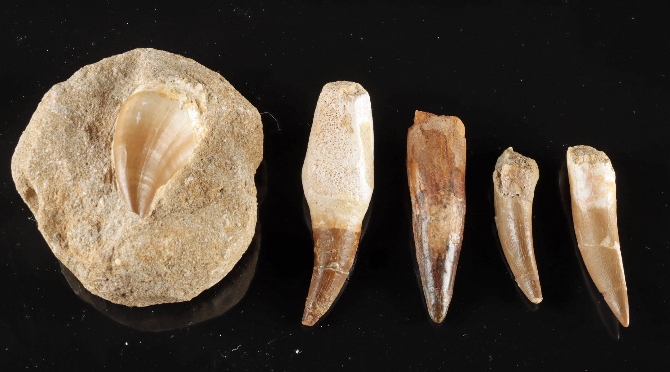 Lot 24, Auction 4/12/2026: Mosasaur & Dinosaur Tooth Group