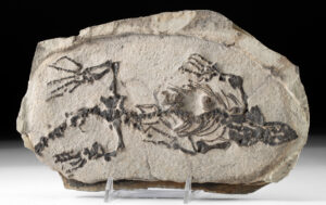 Lot 120, Auction 4/20/2026: Late Permian Barasaurus Besairiei Fossil Slab