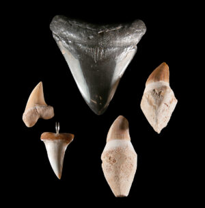 Lot 21, Auction 4/12/2026: Fossilized Megalodon Shark & Spinosaurus Teeth, 5 pcs