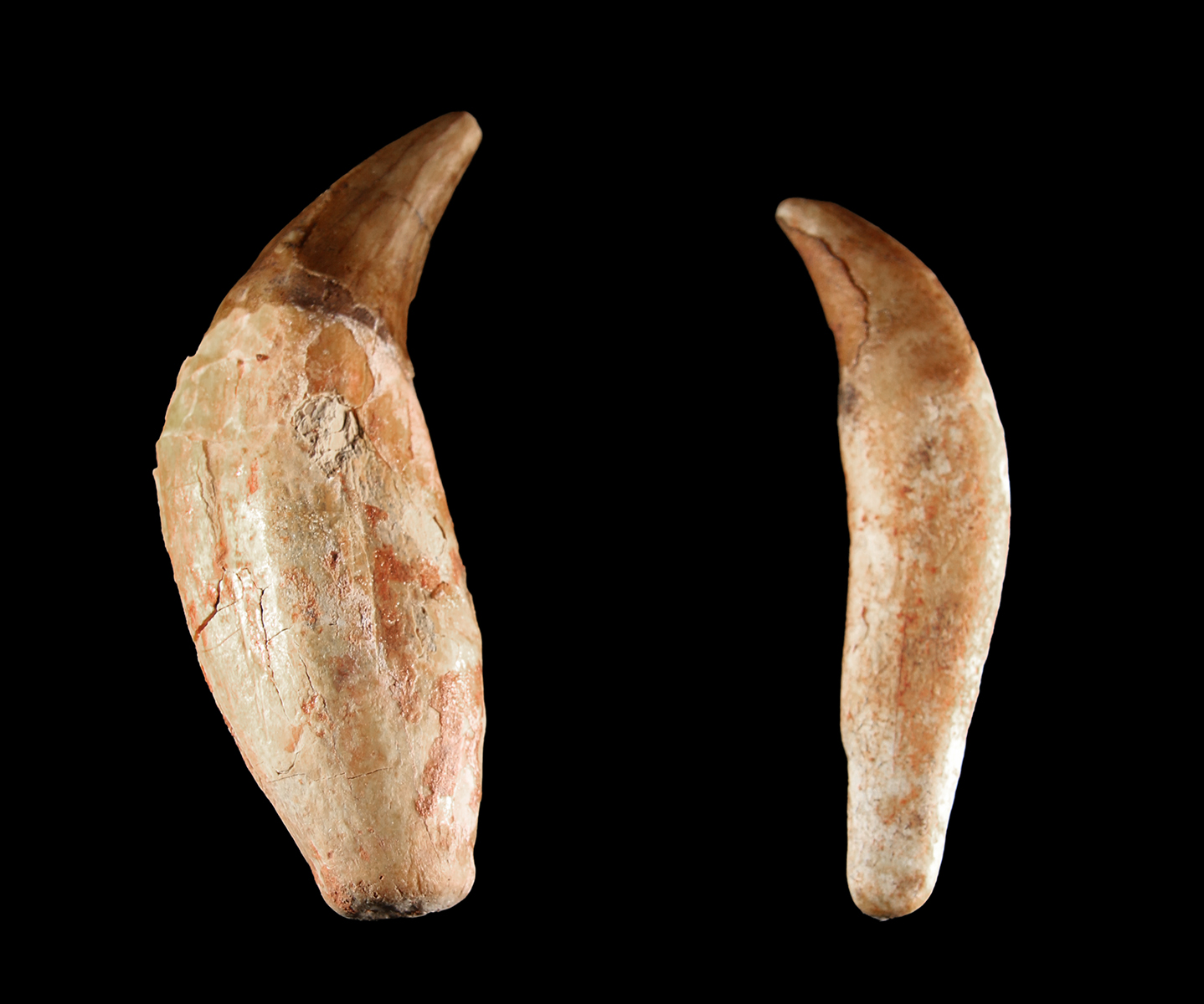 Lot 20, Auction 4/12/2026: Two Large Prehistoric Cave Bear Canine Teeth Fossils