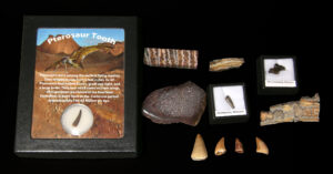 Lot 23, Auction 4/12/2026: Fossilized Dinosaur Teeth, Bones, & Mammoth Molar Slabs