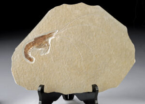 Lot 19, Auction 4/12/2026: Fossilized Prawn in Limestone Matrix - Aeger