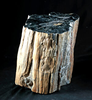 Lot 3a, Auction 4/12/2026: Petrified Sequoia Tree Trunk, Polished Cross-section