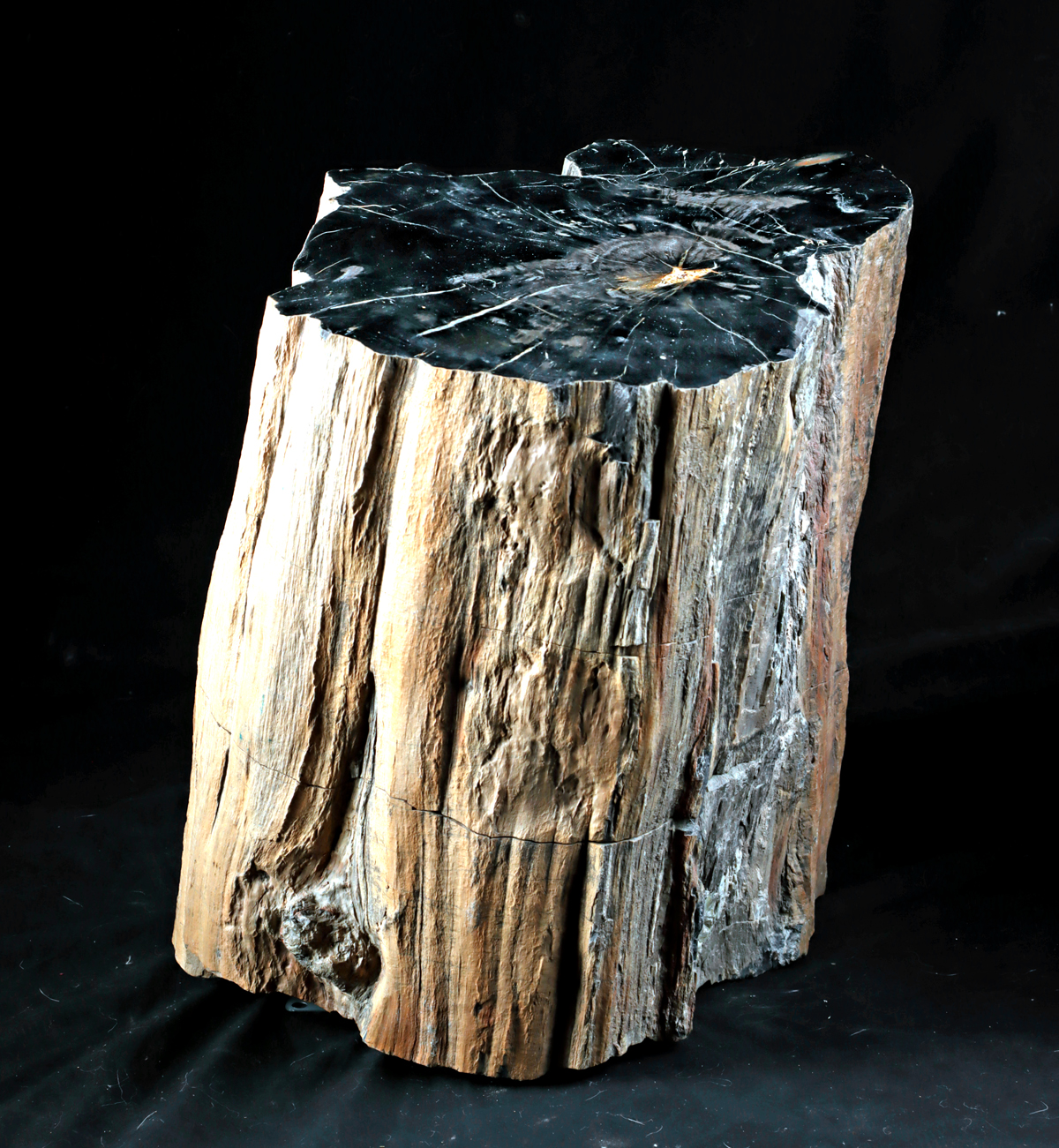 Lot 3a, Auction 4/12/2026: Petrified Sequoia Tree Trunk, Polished Cross-section