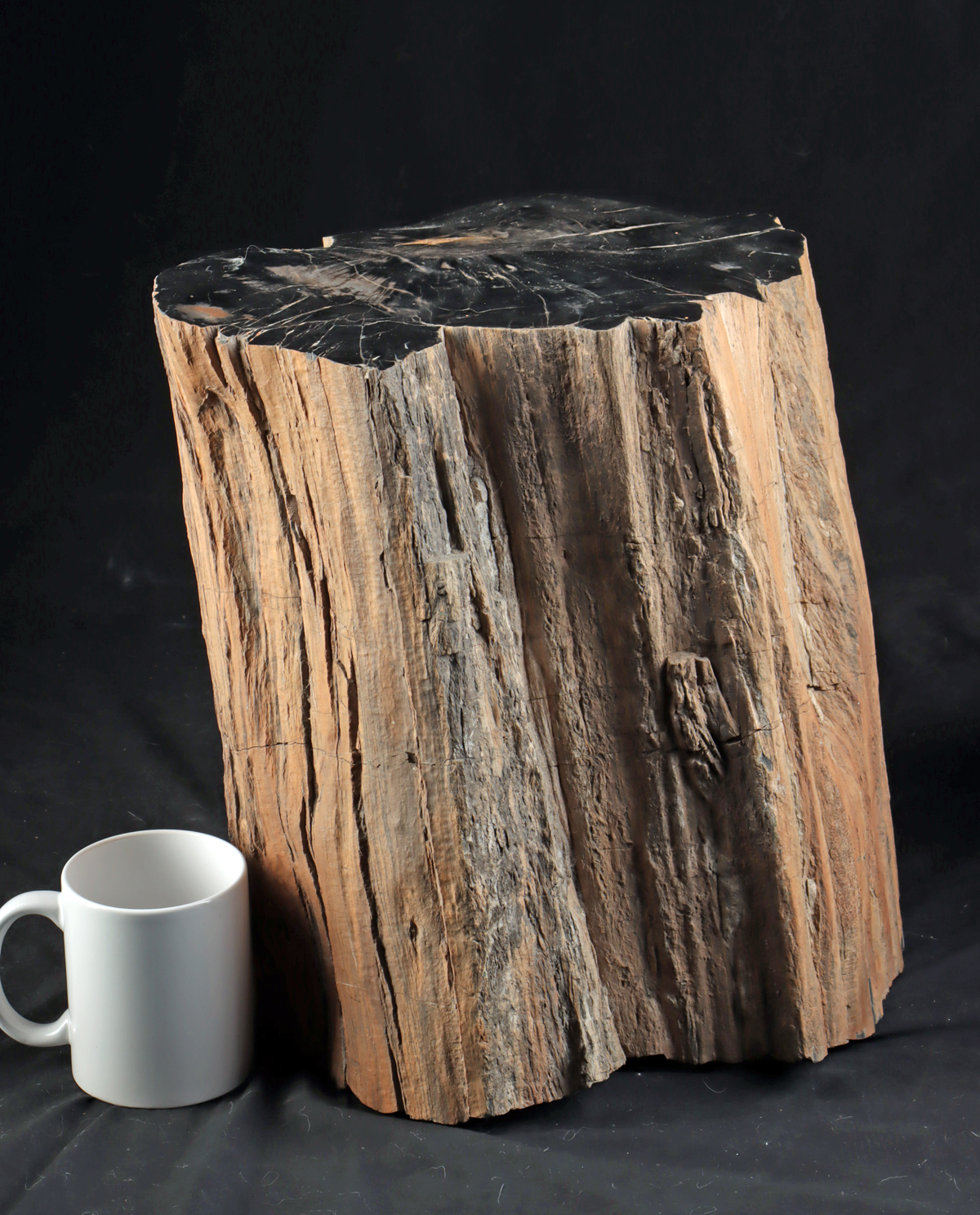 Lot 3a, Auction 4/12/2026: Petrified Sequoia Tree Trunk, Polished Cross-section - Image 3