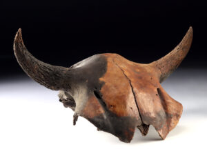 Lot 5, Auction 4/12/2026: North American Fossilized Juvenile Bison Antiquus Skull