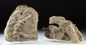 Lot 7, Auction 4/12/2026: 2 Large Mosasaur Fossil Slabs, Vertebrae, Skull & Teeth
