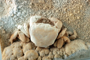Lot 4, Auction 4/12/2026: Fossilized Crab Potamon potamios in Travertine Matrix