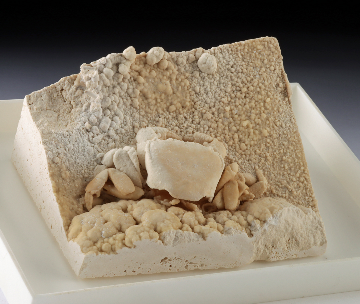 Lot 4, Auction 4/12/2026: Fossilized Crab Potamon potamios in Travertine Matrix - Image 3