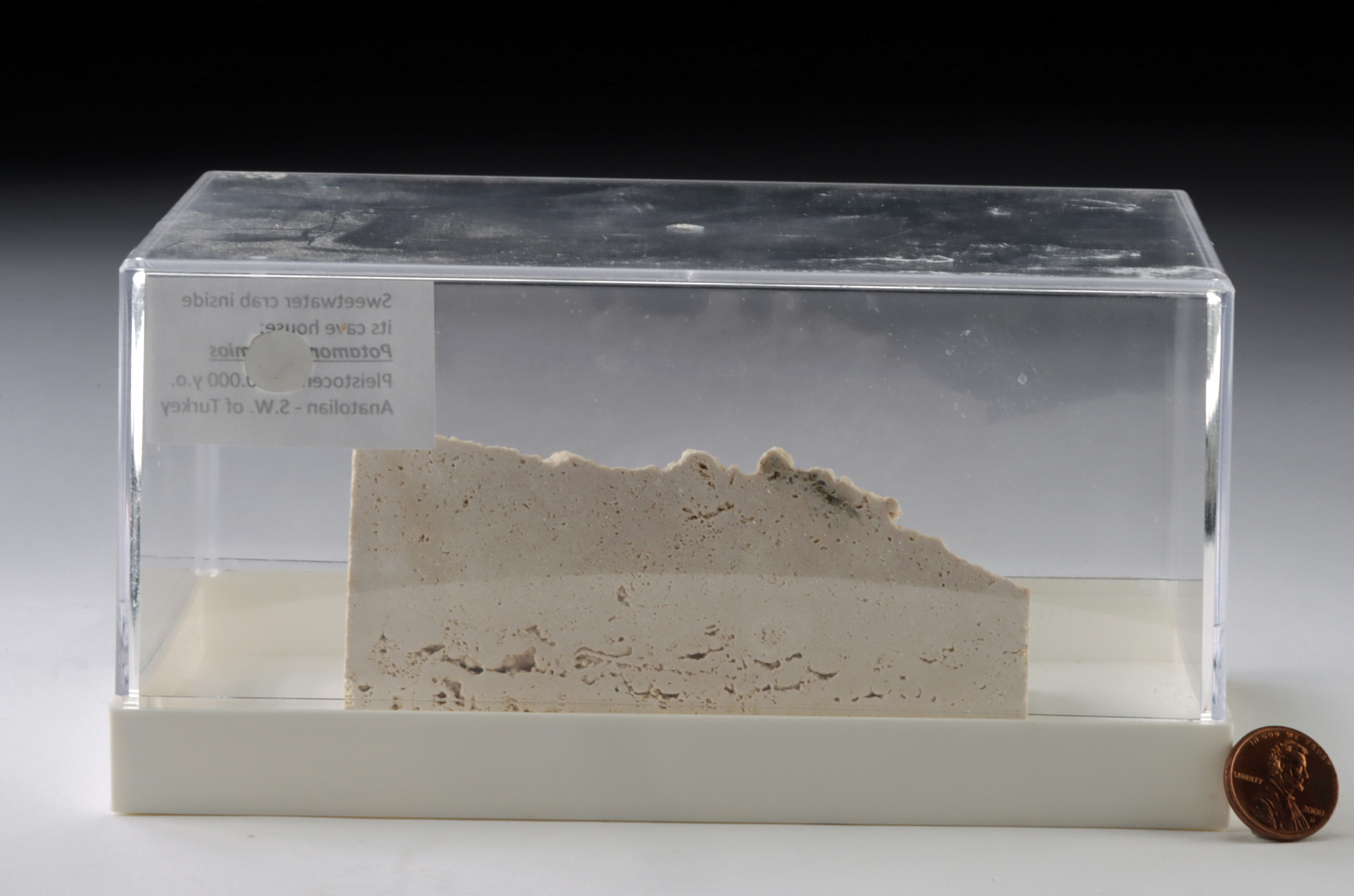 Lot 4, Auction 4/12/2026: Fossilized Crab Potamon potamios in Travertine Matrix - Image 4